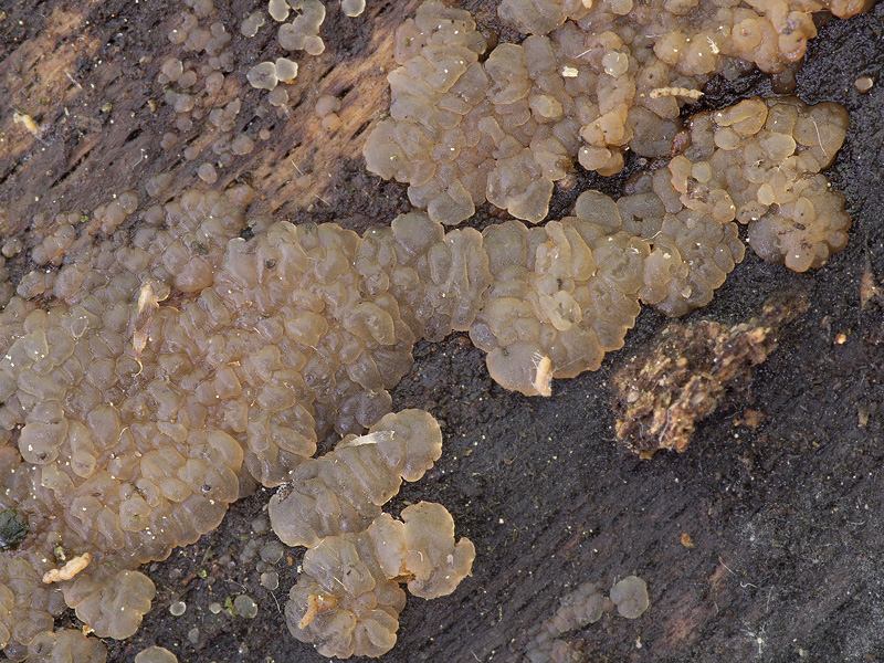 Dacrymyces aeneus